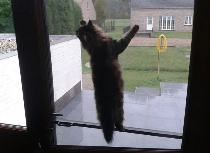 Let Me Out Hooman