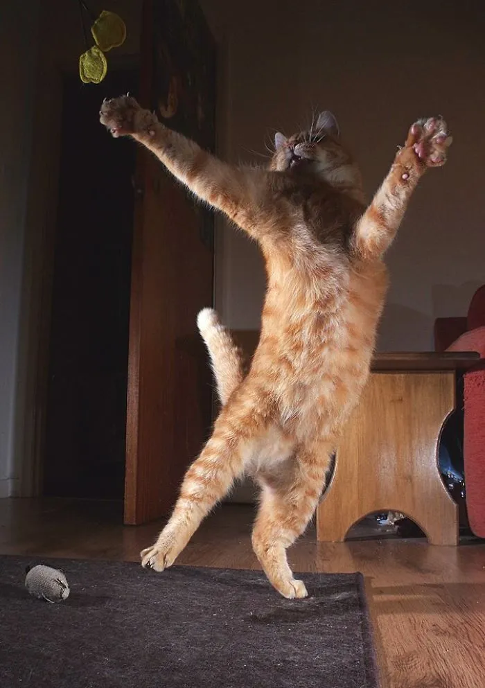 Pirouette