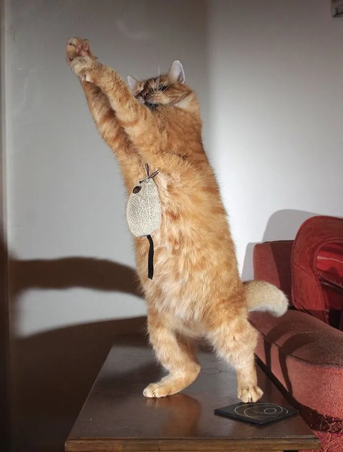Dancing With Mouses