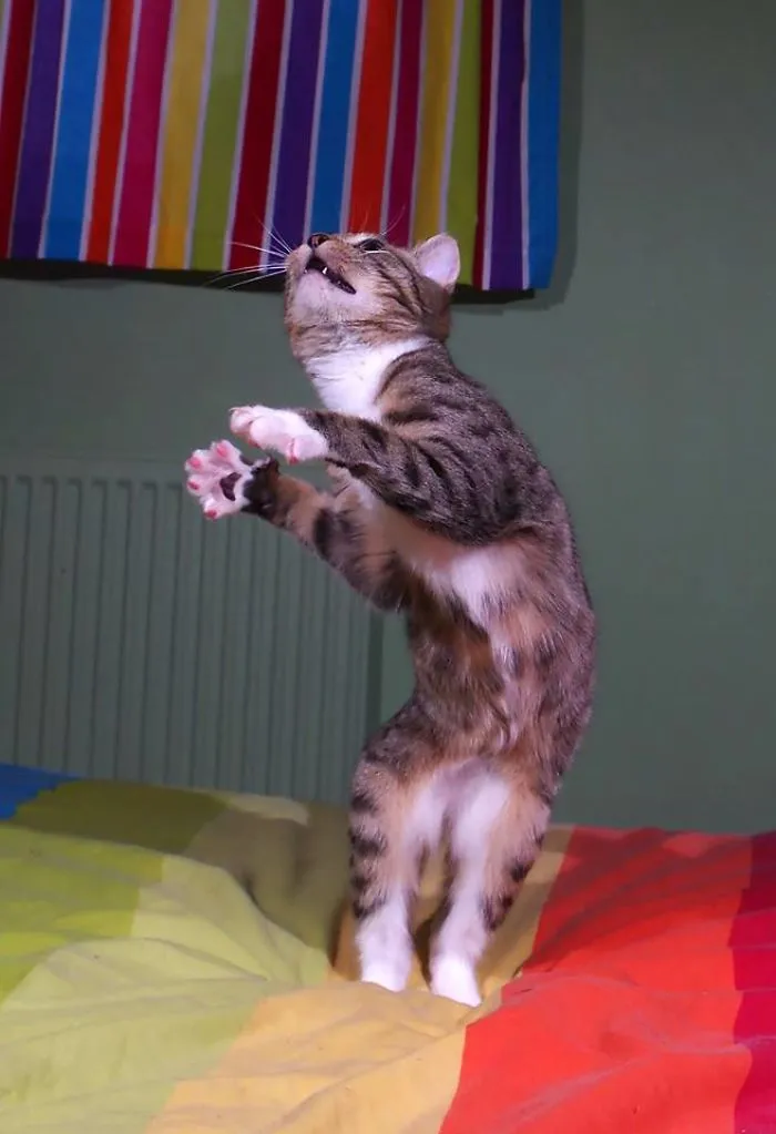 Elvis Legs