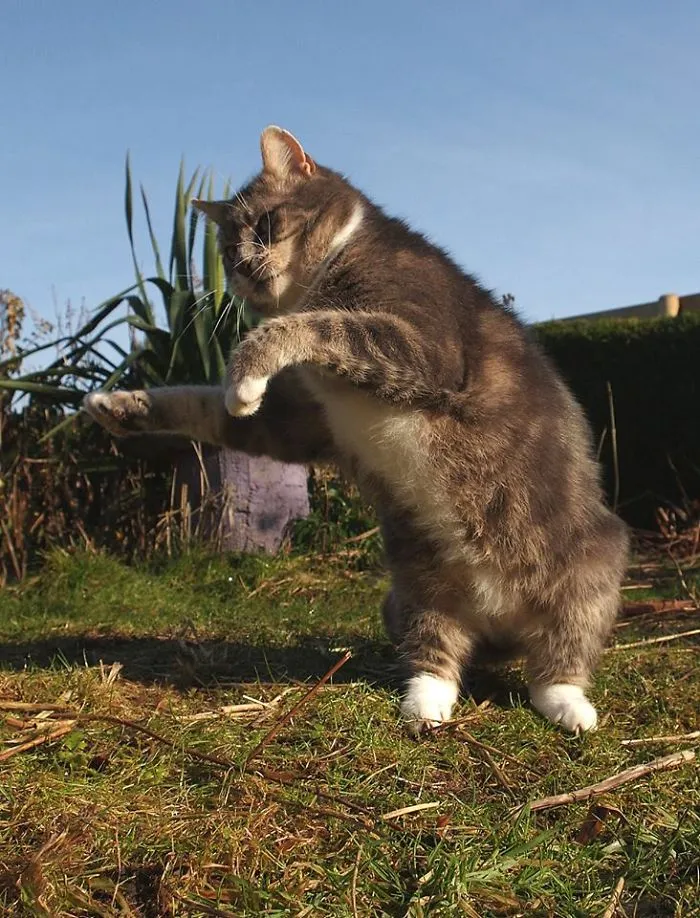 Hula