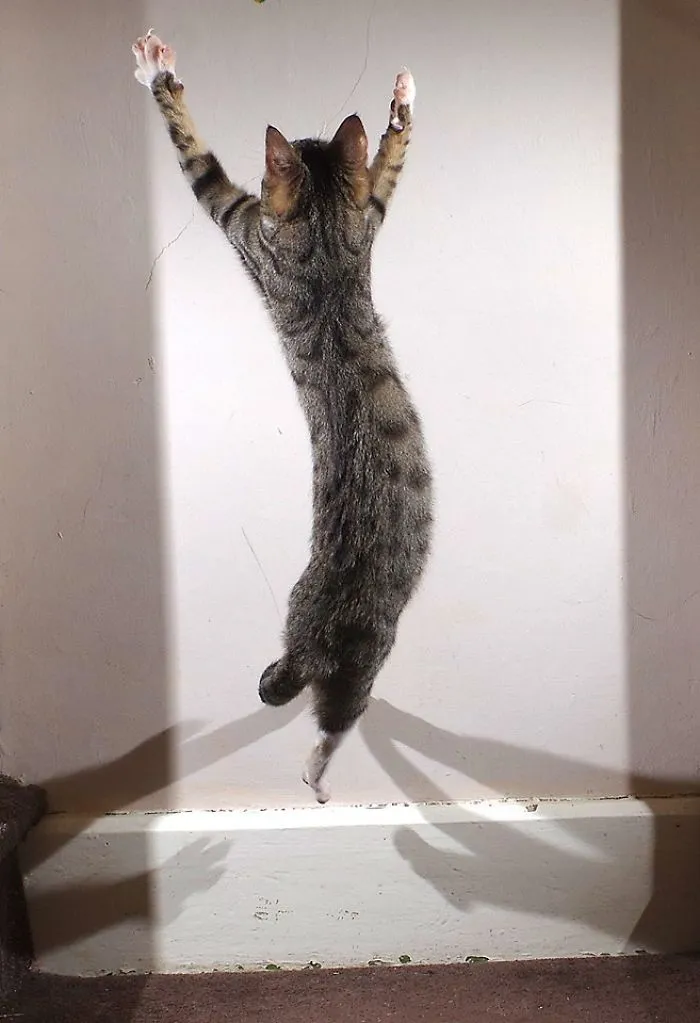 The Wall Flip
