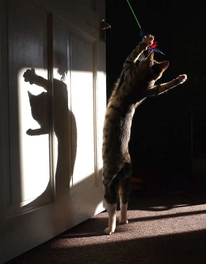 Shadow Dancing