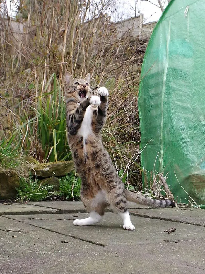 Edmund The Jumping Kitty Goes Outside For The First Time
