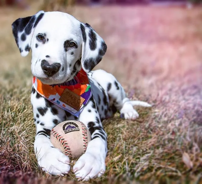 This Adorable Puppy Is Stealing Everyone’s Hearts, And It’s Obvious Why