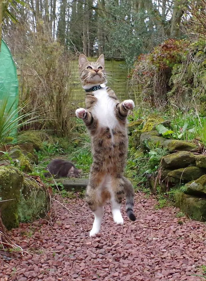 Skipping
