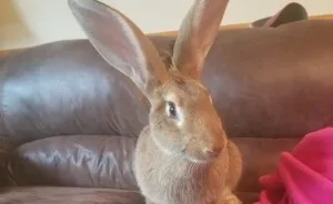 Love At First Flight – Our True Easter Bunny Blessing