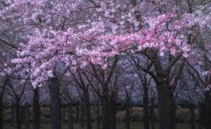 I Photographed The Cherry Blossoms... In Amsterdam!