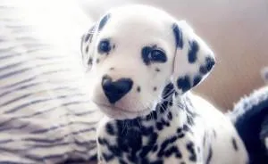 This Adorable Puppy Is Stealing Everyone’s Hearts, And It’s Obvious Why
