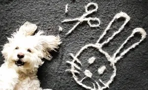 Our Dog Leo Loves Grooming And We Love Making Art From His Hair