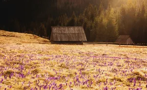 I Capture The Surreal Beauty Of Spring In Mountain Meadows In Poland