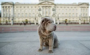 Londoner Bear Cub Looking For Adventures