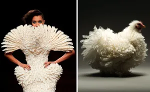 Photographers Turn Chickens Into Supermodels, And They Look Stunning!