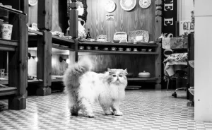 Cats At Work: I Captured Cats Living In People’s Working Places (30 Pics)