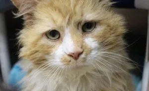 After A Family Abandons Their Cat, He Walks Back 12 Miles Just To Be Rejected Again