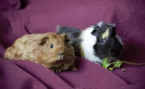 A Wonderful Birthday Surprise: Meet Almond And Pancake The Guinea Pigs