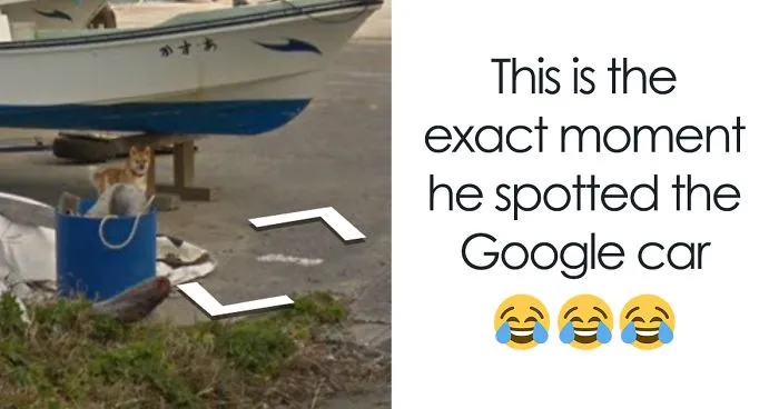 Dog Follows Google Street View Car In Japan, Hilariously 'Ruins' Each And Every Photo