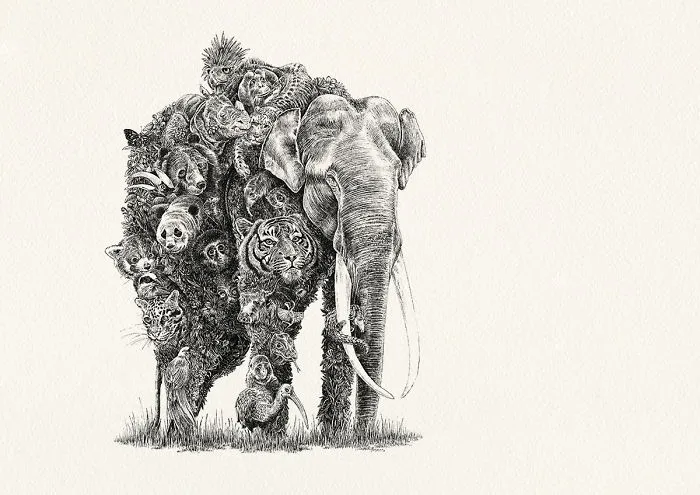 Asian Elephant / Asia