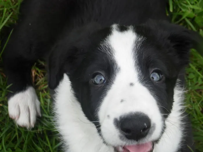 This Is Our Beautiful Little Shilo Just After We Got Him Home After Adopting Him Nearly 4 Years Ago.
