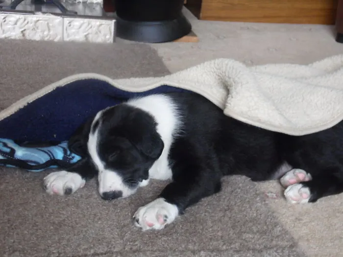 And Shilo Again Taken An Hour After The First Photo Above Tired Out From Running Around The Garden.  Almost 4 Years Later He's Still The Same, Either Running Around Playing Or Asleep. There Is No In Between.i Love Him So Much.☺♥