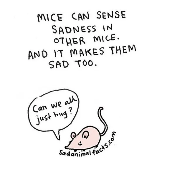 Sadness Is Contagious  
Mice Feel Your Feels  
Empathy in Small Packages  
When Sadness Spreads  
Tiny Souls, Big Hearts  
Can We All Hug?
