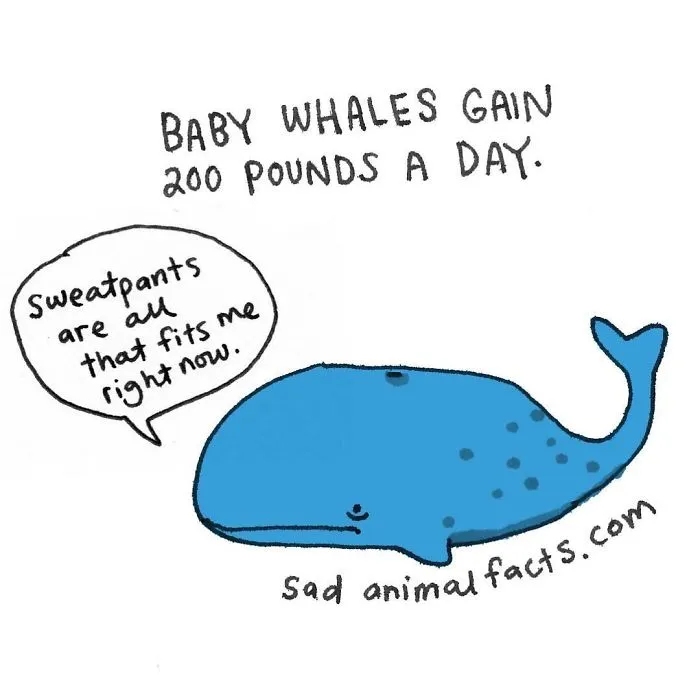 Illustration of a sad blue whale with text about baby whales gaining 200 pounds a day, highlighting sad animal facts.