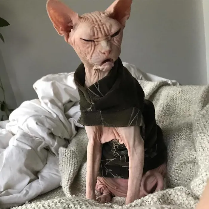 Move Aside Grumpy Cat, Loki Is The New Grumpiest Cat In The World