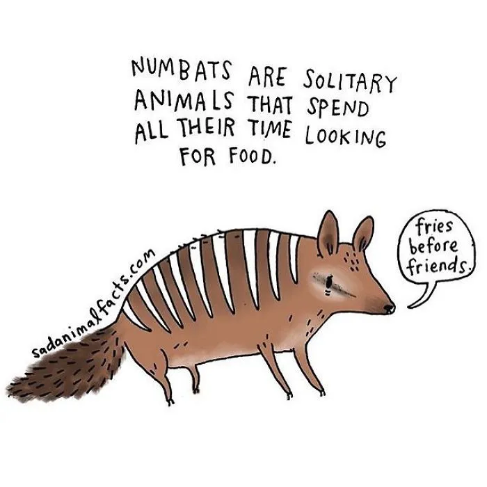 Sad animal facts show numbats are solitary animals spending all their time searching for food, often alone.