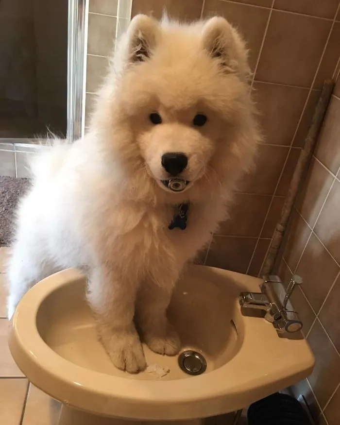 What Is This Weird Toilet Bowl. Do You Need This Piece?