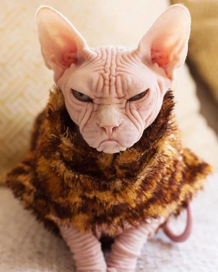 Move Aside Grumpy Cat, Loki Is The New Grumpiest Cat In The World