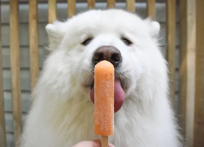 Pupsicle