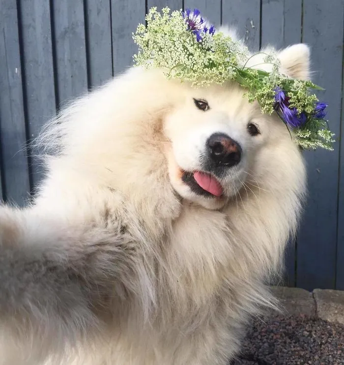 Selfie Goals