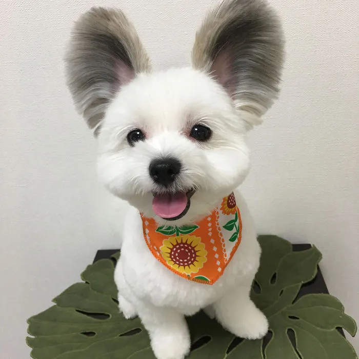 Internet está obsesionado con este perro de orejas de Mickey Mouse, sus fotos te alegrarán el día
