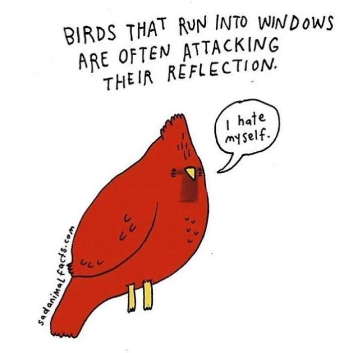 Mirror Meltdown Moments