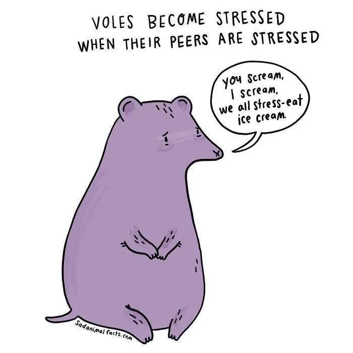 Illustration of a sad purple vole showing stress behavior with a speech bubble about stress-eating ice cream, sad animal facts.