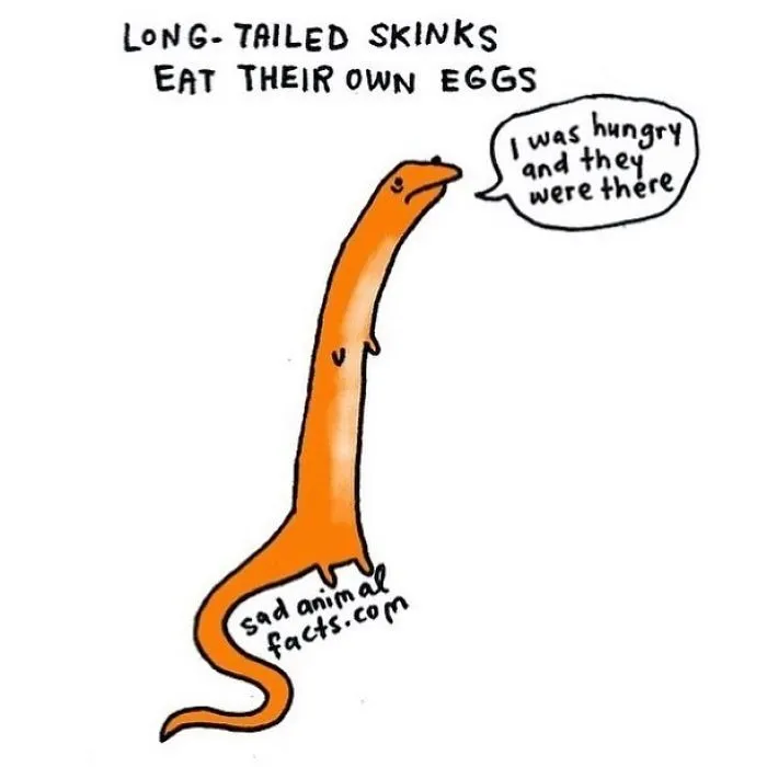 Illustration of a long-tailed skink explaining it eats its own eggs, highlighting sad animal facts and behaviors.