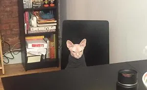 Move Aside Grumpy Cat, Loki Is The New Grumpiest Cat In The World