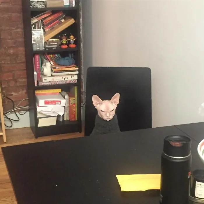 Move Aside Grumpy Cat, Loki Is The New Grumpiest Cat In The World