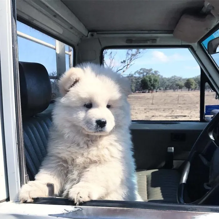 Everybody Get In!