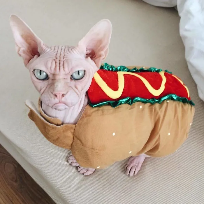 Move Aside Grumpy Cat, Loki Is The New Grumpiest Cat In The World