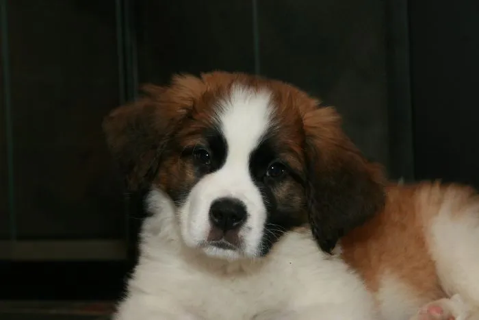 Baby Barnabas