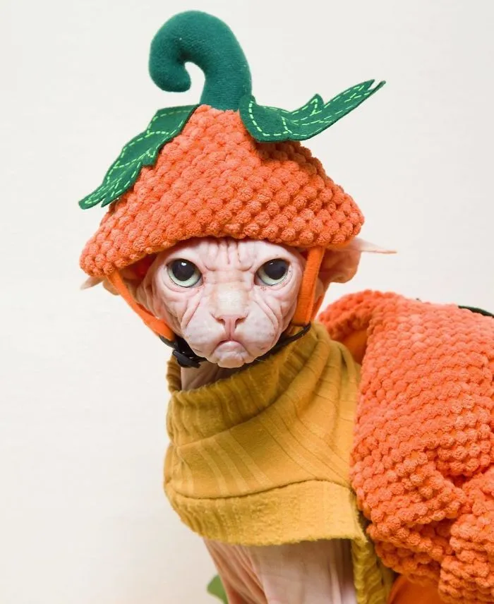 Move Aside Grumpy Cat, Loki Is The New Grumpiest Cat In The World