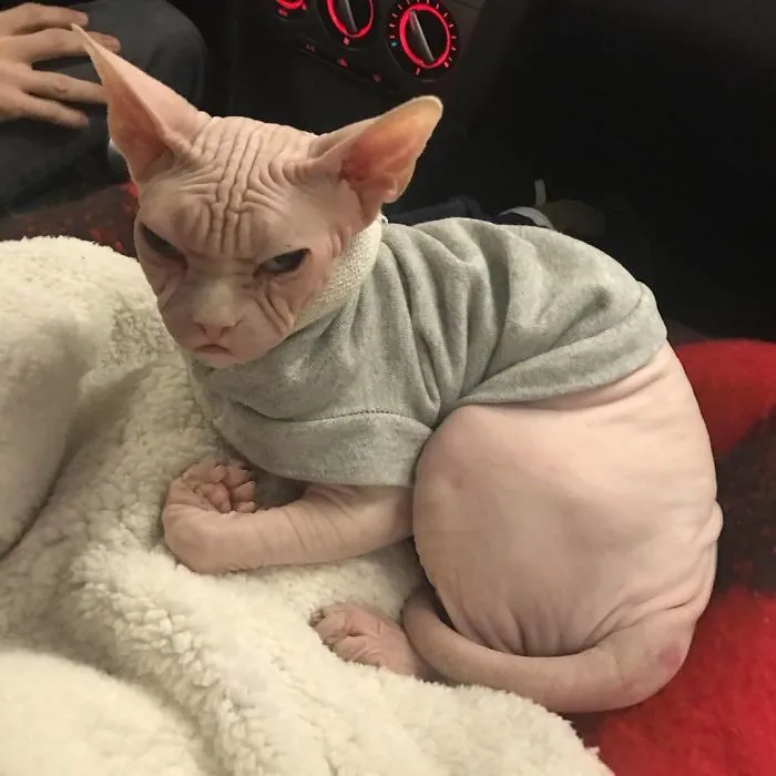 Move Aside Grumpy Cat, Loki Is The New Grumpiest Cat In The World