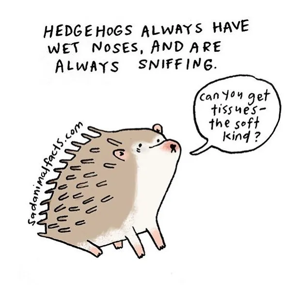 Illustration of a hedgehog with wet nose sniffing, highlighting sad animal facts about their behavior and sensitivity.