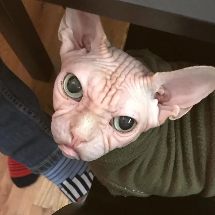Move Aside Grumpy Cat, Loki Is The New Grumpiest Cat In The World