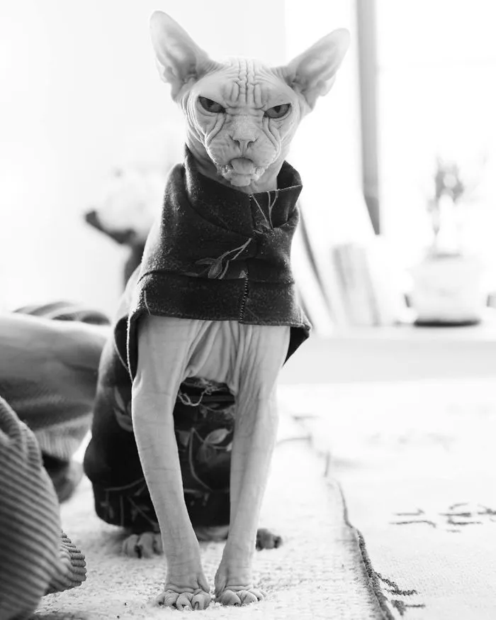 Move Aside Grumpy Cat, Loki Is The New Grumpiest Cat In The World