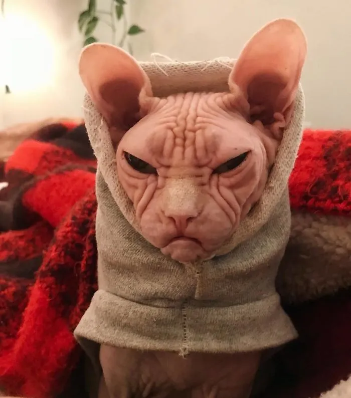 Move Aside Grumpy Cat, Loki Is The New Grumpiest Cat In The World