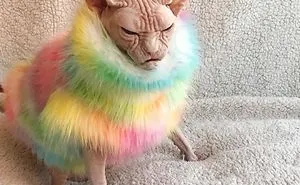 Move Aside Grumpy Cat, Loki Is The New Grumpiest Cat In The World