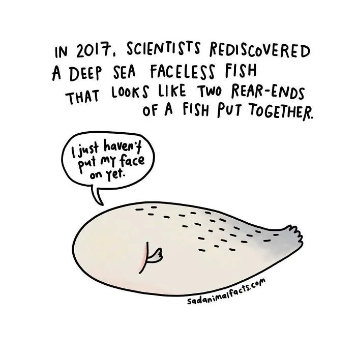 Cartoon of a deep sea faceless fish with sad animal facts about its appearance and rediscovery in 2017.