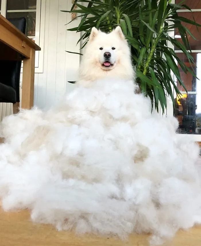 Floof Has Been Reborn